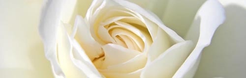 Bild einer Rose
